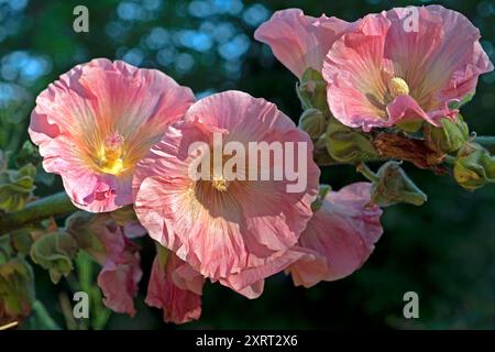 Nahaufnahme von rosa Hollyhocks English Cottage Gartenblumen in der Blüte im August Garten Wales Großbritannien Großbritannien KATHY DEWITT Stockfoto