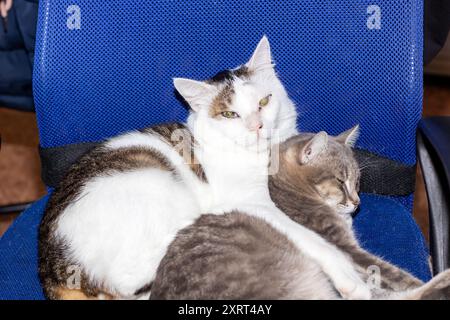 Zwei Katzen ruhen sich bequem aus, wobei eine bequem auf der anderen auf einem gemütlichen blauen Sessel steht Stockfoto