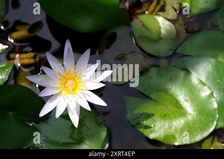 Sternförmige Blüten von nymphaea x daubenyana (tropische Wasserlilie) Stockfoto