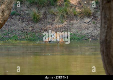 Tigerin, bekannt als DJ (Dhawajandhi) mit Untererwachsenen in der Mukki Zone des Kanha Tiger Reserve, indien. Stockfoto