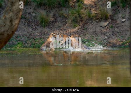 Tigerin, bekannt als DJ (Dhawajandhi) mit Untererwachsenen in der Mukki Zone des Kanha Tiger Reserve, indien. Stockfoto