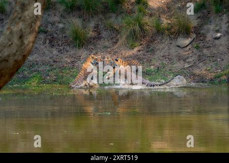 Tigerin, bekannt als DJ (Dhawajandhi) mit Untererwachsenen in der Mukki Zone des Kanha Tiger Reserve, indien. Stockfoto