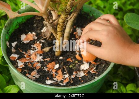 Eierschalen und Pflanzen, die Vorteile von Kalzium aus Eierschalen sind gut für die Pflanzenfruchtbarkeit Stockfoto