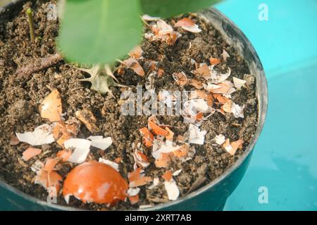 Eierschalen und Pflanzen, die Vorteile von Kalzium aus Eierschalen sind gut für die Pflanzenfruchtbarkeit Stockfoto