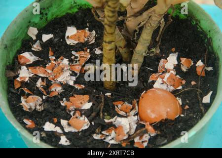 Eierschalen und Pflanzen, die Vorteile von Kalzium aus Eierschalen sind gut für die Pflanzenfruchtbarkeit Stockfoto