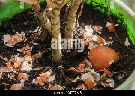 Eierschalen und Pflanzen, die Vorteile von Kalzium aus Eierschalen sind gut für die Pflanzenfruchtbarkeit Stockfoto