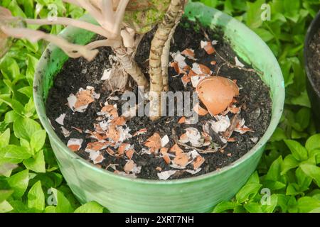 Eierschalen und Pflanzen, die Vorteile von Kalzium aus Eierschalen sind gut für die Pflanzenfruchtbarkeit Stockfoto