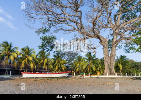 Beeindruckender großer alter Mangobaum und Boot am Strand der Vulkaninsel Ometepe im Südwesten Nicaraguas Lake Cocibolca in Nicaragua. Stockfoto