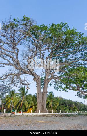 Beeindruckender großer alter Mangobaum am Strand der Vulkaninsel Ometepe im Südwesten Nicaraguas Lake Cocibolca in Nicaragua. Stockfoto