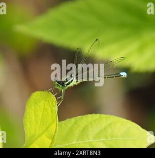 Östlicher Gabelschwanz (Ischnura verticalis) Insecta Stockfoto