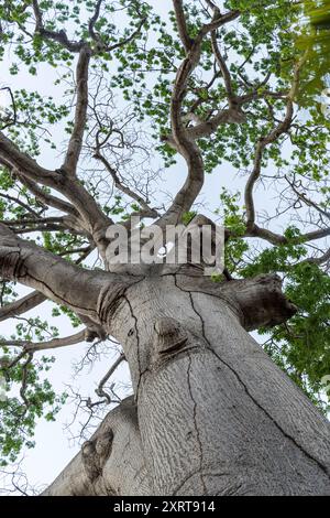 Beeindruckender großer alter Mangobaum auf der Vulkaninsel Ometepe im Südwesten Nicaraguas Lake Cocibolca in Nicaragua. Stockfoto