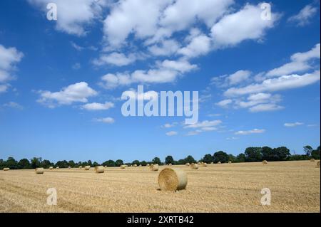 Heu-Brötchen warten darauf, nach der Gerstenernte auf Feldern in der Nähe von Chart Sutton Village, Kent, Großbritannien, gelagert zu werden. August Stockfoto