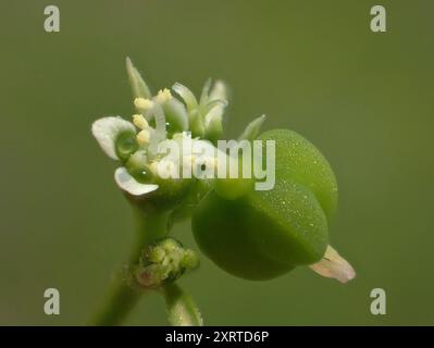 Grassleaf Spurge (Euphorbia graminea) Plantae Stockfoto