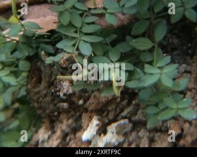 acorn peperomia (Peperomia tetraphylla) Plantae Stockfoto