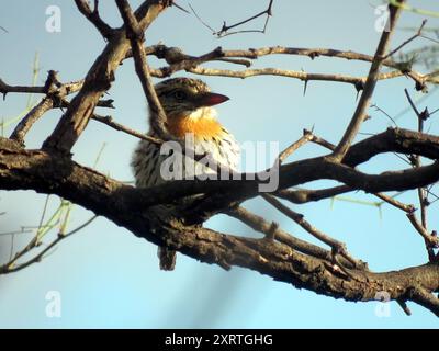 Punktpuffvogel (Nystalus maculatus) Aves Stockfoto