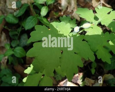 Cellandine Mohn (Stylophorum diphyllum) Plantae Stockfoto