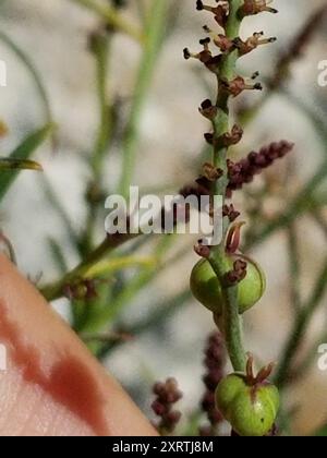 Schmalblättrige Stillingia (Stillingia linearifolia) Plantae Stockfoto
