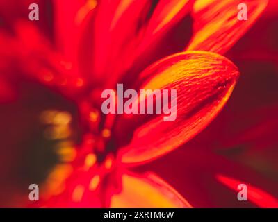 Eine Nahaufnahme einer roten Blume mit gelblicher Färbung. Die Blüte ist in voller Blüte und hat ein lebendiges, fast leuchtendes Aussehen. Konzept von Wärme und Beau Stockfoto