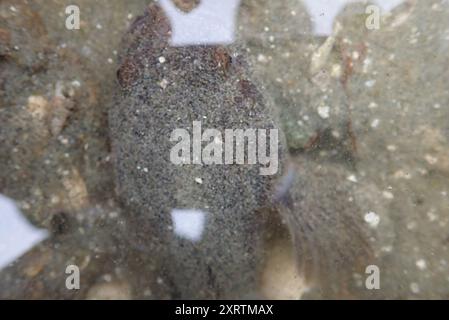 Plainfin Midshipman (Porichthys notatus) Actinopterygii Stockfoto