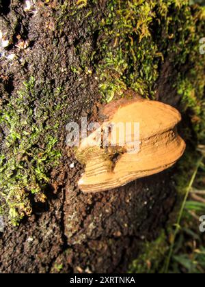 Der kleine kreideartige Orangenfruchtkörper eines goldenen Klappenpilzes Phellinus Gilvus im Unterholz einer Kiefernplantage im Kaapsche Hoop regi Stockfoto