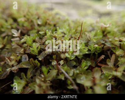 Rhizomniummoos (Rhizomnium glabrescens) Plantae Stockfoto