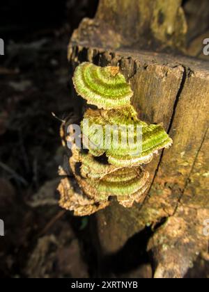 Ein alter Pilz, grün von Algen gefärbt, auf einem alten toten Hartholzstumpf im indigenen Wald bei Kaasche Hoop, Südafrika Stockfoto