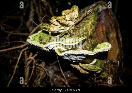Die Tiers einer Lumpy Bracket, Trametes gibbosa, auf totem Holz im Tsitsikamma Forest in Südafrika. Stockfoto