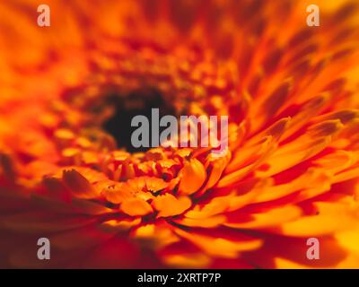 Das Bild zeigt eine Nahaufnahme einer Blume mit einem großen orangefarbenen Zentrum. Die Blume ist von vielen kleineren Orangenblüten umgeben, was eine schöne und VI-Form schafft Stockfoto