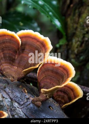 Fächerförmiges Stereum Ostrea, False Turkey Tail, Pilze, wachsen im Unterholz der Afromontane Wälder von Magoebaskloof, Südafrika Stockfoto