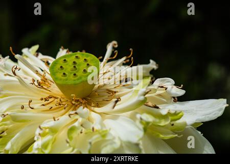 Nahaufnahme des Torus und Stigma der blühenden weißen Lotusblume, Nelumbo nucifera auf dunklem Hintergrund. Stockfoto