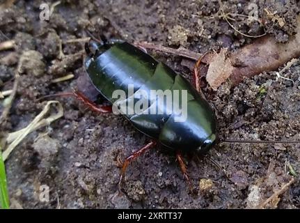 Dunkle Holzschaben (Ischnoptera deropeltiformis) Insecta Stockfoto