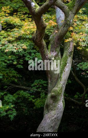 Farbenprächtige Herbstlaub auf Bäumen in im Vereinigten Königreich. Stockfoto