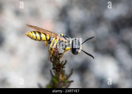 Europäischer Bienenwolf (Philanthus triangulum), eine einsame Wespenart auf sandigen Heideflächen in Surrey, England Stockfoto