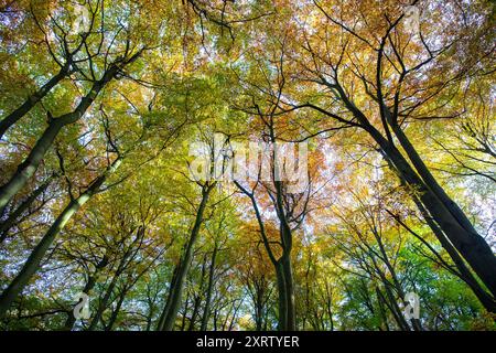 Eine Figur ist Silhoutted gegen den hellen Sonnenschein, der einen Wald von Bäumen in Herbstfarben backlights. mit dem Boden, bedeckt mit Laub und Nebel Hervorhebung die Strahlen der Sonne durch den Wald. Stockfoto