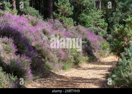 Farbenfrohe Heidekraut, eine Mischung aus Leng (Calluna vulgaris) und Glockenheidekraut (Erica cinerea), auf Heideflächen in Hankley Common, Surrey, England, Großbritannien Stockfoto