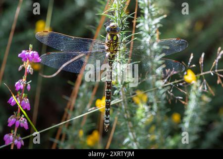 Die südliche Hawker Libelle (Aeshna cyanea) in der Heide in Surrey, England, Großbritannien Stockfoto