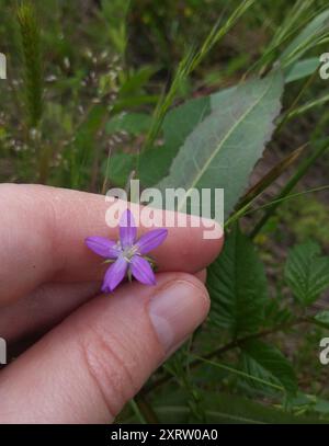 Die Plantae der Venus aus Glas (Triodanis perfoliata) Stockfoto