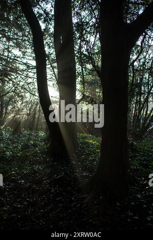 Ein Buchenwald im Winter mit Sonnenstrahlen und Sonnenstrahlen. Stockfoto