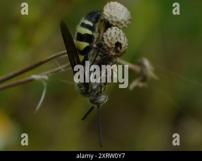 Dreibändige Scoliid Wasp (Dielis trifasciata) Insecta Stockfoto