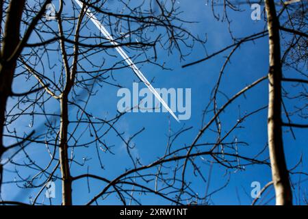 Dampfspuren von Düsenflugzeugen, gesehen durch blattlose Äste in einem blauen Himmel. Stockfoto