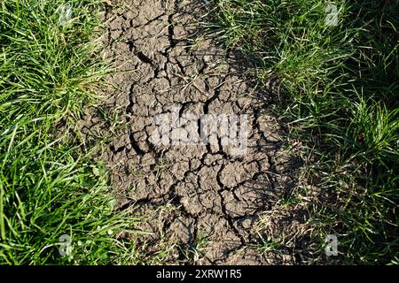 Gerissene trockene, ausgetrocknete Erde auf einem Bauernfeld. Stockfoto