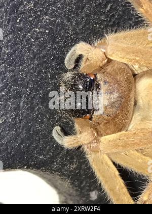 Riesenkrabbenspinne (Olios giganteus) Arachnida Stockfoto