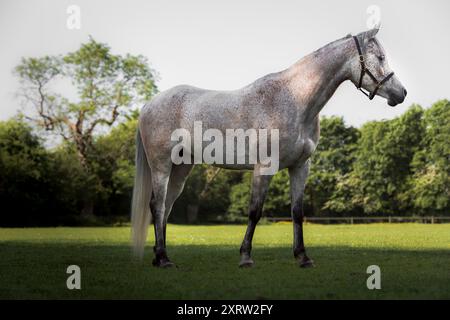 Ein junges weißes und graues Pferd, das auf einem Feld steht, in einem majestätischen Tierporträt. Stockfoto