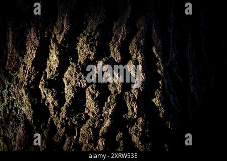 Tief strukturierte, raue Baumrinde auf einem alten Baum, der vom Licht der aufgehenden Sonne beleuchtet wird. Stockfoto