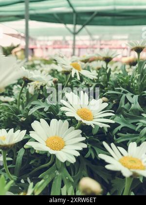 Ein Haufen weißer Blumen mit gelben Mittelpunkten. Die Blumen sind in einem grünen Behälter Stockfoto