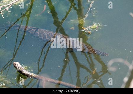 Geflecktes gar (Lepisosteus oculatus) Actinopterygii Stockfoto