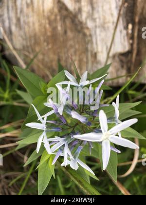 eastern bluestar (Amsonia tabernaemontana) Plantae Stockfoto