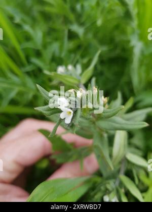 Maisgromwell (Buglossoides arvensis) Plantae Stockfoto