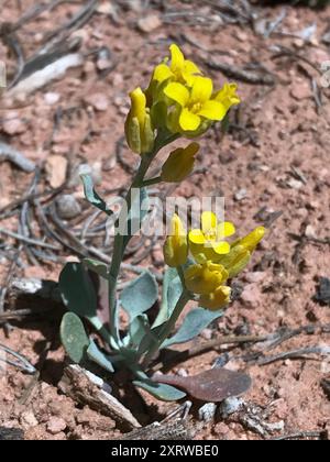 Blasenschoten (Physaria) Plantae Stockfoto