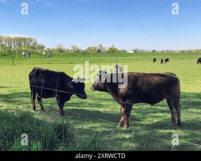 Zwei Kühe stehen auf einem Feld, von denen eine schwarz und die andere braun ist. Die Kühe stehen einander gegenüber, und es gibt mehrere andere Kühe im b Stockfoto